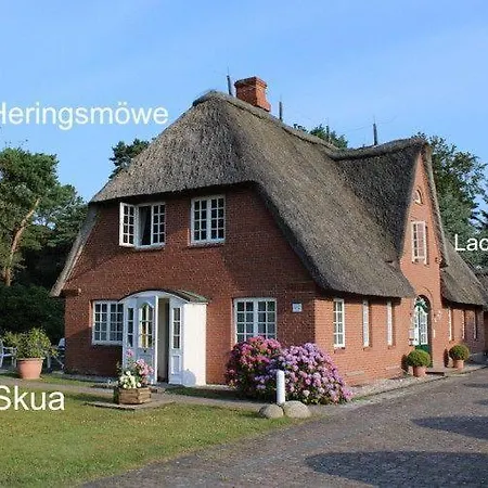 Skua *